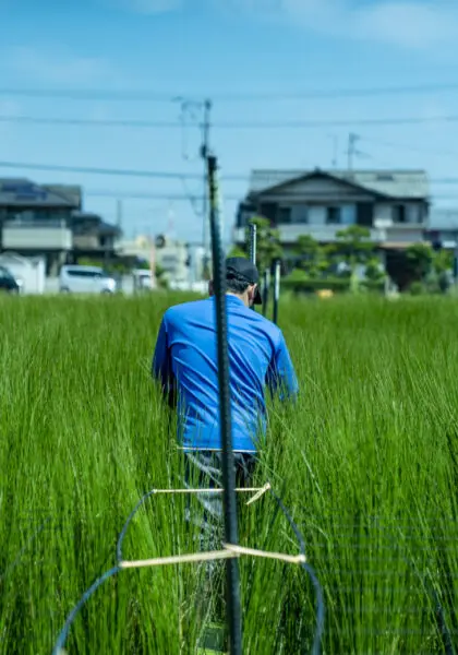 IGUSA LABO - 岡山県倉敷市でい草の栽培・研究 IGUSA LABO - 岡山県倉敷市でい草の栽培・研究